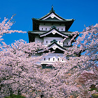 醉美樱花季：全国多地-日本多地 樱花季