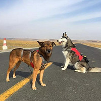 从南京到内蒙古，八天六只狗的奇行记！
