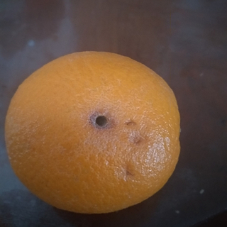 新奇水果 篇八：吃橙子（埃及来的）碰到个大虫眼（果蝇幼虫）怎么办？这可是妥妥的生物入侵