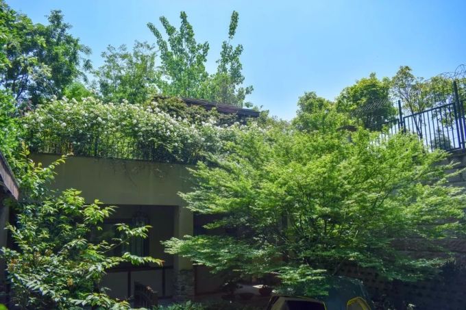 一块枯木用了2万,只为打造理想的日式花园,看完之后:值得