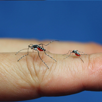 蚊子，退退退——我的夏日驅蚊神器，親測有效