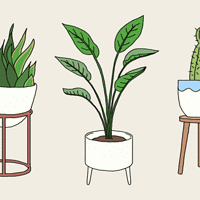 三种超好养活的植物盆栽，要给办公室增添点活力吗？