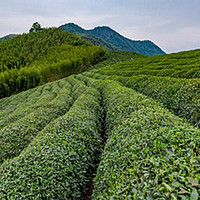 龙井国茶-中国文化古茶