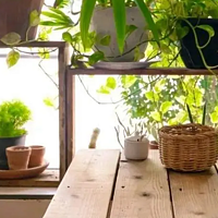 4种“健康花”，阳台、办公桌上都能养，一抬头，满眼的绿意盎然