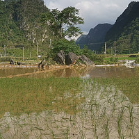      对于一年只种一季水稻的地区来说，种水稻的时候就到了夏天。