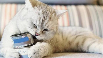 猫罐头哪家好？5款良心性价比的猫罐头推荐！