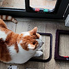 记录猫猫的阳光厕所更换宠物门