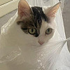 養寵的100種場景，平價貓糧我選擇京東京造全價凍干雙拼成貓糧10kg