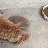 養寵的100種場景，京東京造無憂貓糧1.5kg養寵好物評測。