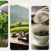 四川茶博会 篇一百三十六：四川茶博会 为什么只有茶树叶可泡水喝，其他树叶子不能泡水喝呢？