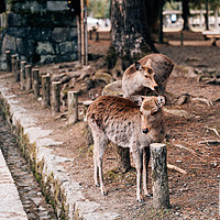 游 篇二十四：2024春节日本之行-DAY7-去奈良，把这辈子该见的鹿都喂一遍