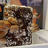 超级菇菇生态箱：桌面上的绿色农场，实现吃菇自由！