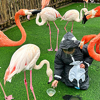 到上海野生动物园遛娃，双双被袋鼠咬了……