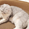 寵物專欄 篇八十四：貓咪的桌邊生活：揭秘喵星人的獨特喜好！
