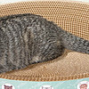 打造貓咪的溫馨小窩：清潔與舒適并重！