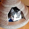 給小貓自己造個窩。