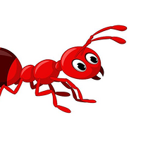 家里发现红火蚁怎么办
