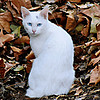 佛系養寵 篇三：有一只流浪貓，它叫二咪，但現在它不是流浪貓了，它有家了