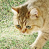 雙拼色貓砂，讓貓咪生活更精致！