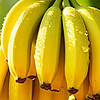 冰川王香蕉 篇三：帶皮吃的香蕉，冰川王香蕉可以親手采摘啦