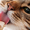 嚴選貓咪凍干桶，超滿足凍干桶體驗分享！