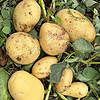 土豆怎么保存不發芽？