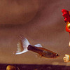 紅劍魚和紅瑪麗魚是一種魚嗎？紅劍魚和瑪麗魚都是熱帶魚！都是雜食性卵胎生觀賞魚！都是淡水魚類！