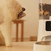 貓咪也能享受智能生活！自動喂食器讓愛寵不再挨餓