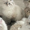 真的有必要買自動貓砂盆嗎？實測2024熱門的自動貓砂盆！