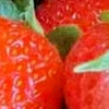 《云南夏季草莓：小果實大滋味的夏日美食》