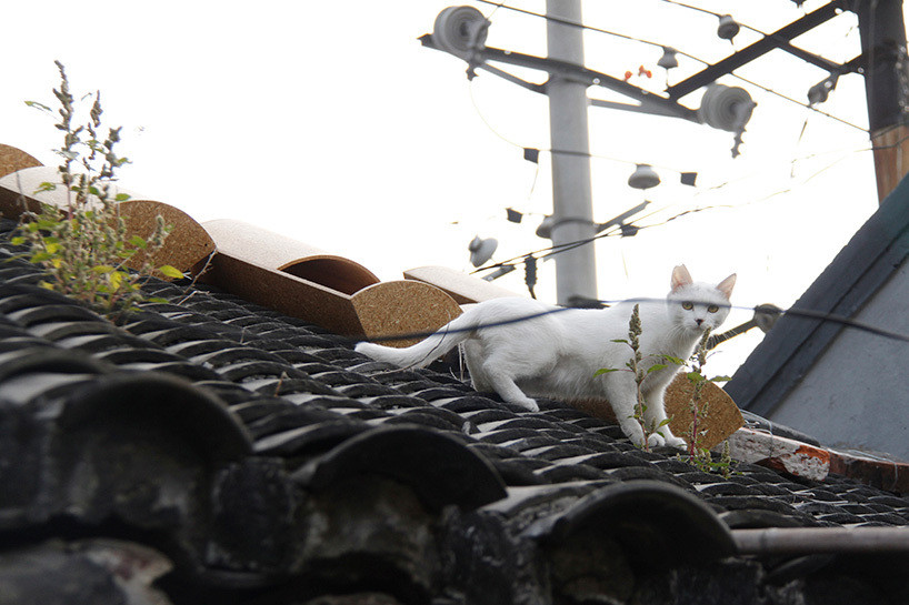 关爱流浪动物：日本 ODD 设计事务所在北京上演“猫儿胡同”项目