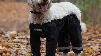 具备防水功能：Muddy Mutts 推出 宠物狗外出裤