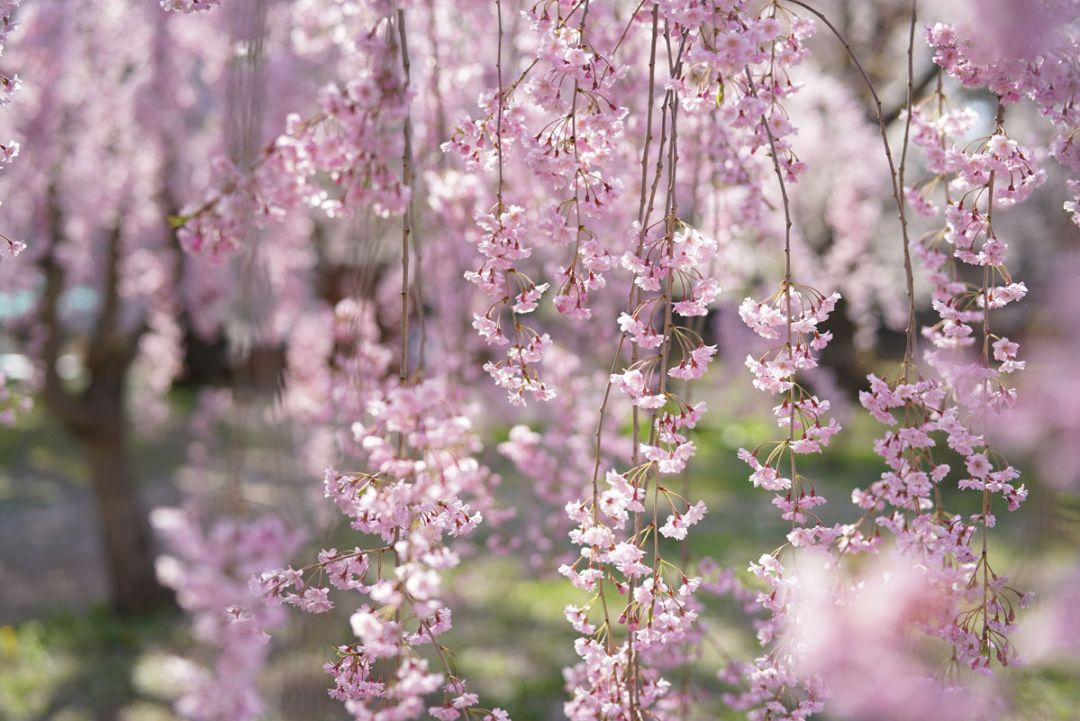 专业级大光圈标定:SONY 索尼 推出Planar T* FE 50mm F1.4 ZA镜头