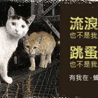 流浪猫咪救助终极的归宿 — 一次幸运的TNR