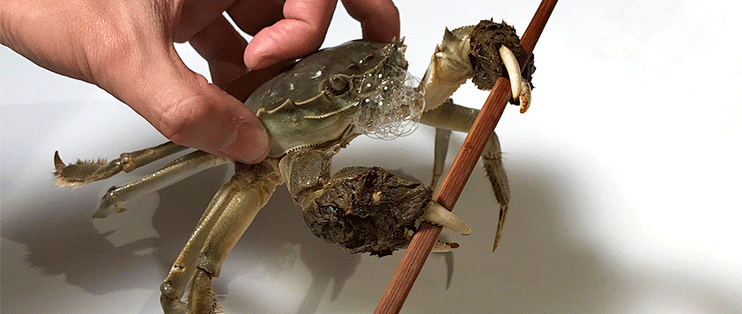 大闸蟹鄙视链的顶端 现在还是阳澄湖吗 蟹类 什么值得买