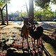奈良的鹿，附公共温泉泡汤礼仪