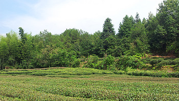 茶叶那些事 篇一：茶叶品牌推荐&茶叶店那些事 