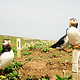 呆萌善知鸟——英国威尔士Skmoer Island，不一样的旅途