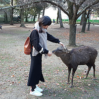 歪腿泡逛日本 篇八：小鹿“乱撞” 在奈良追逐小鹿君（文末有和谐照，哈哈）