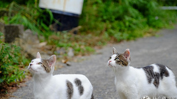 仙台、猫岛篇，一起来撸猫吧 