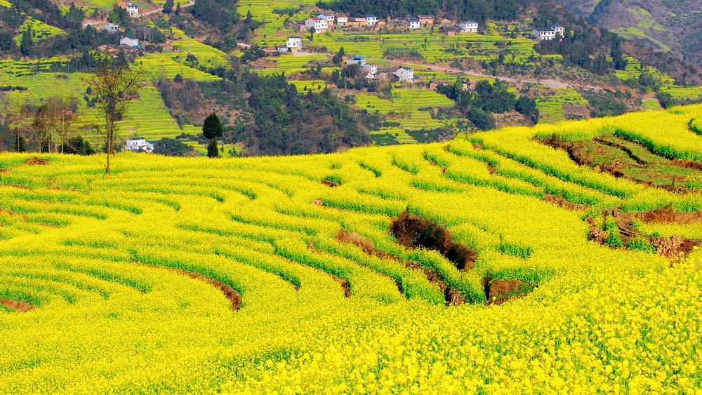 出行提示：2017年全国多地油菜花开放时间表