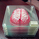 【奇葩物】#原创新人#第一次晒单 Brain Specimen Coasters大脑标本茶杯垫