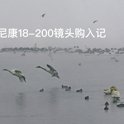 湖面上的芭蕾——尼康18—200镜头购入记