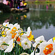  #2017春花大赏# 骑着单车，杭州西湖来赏花　