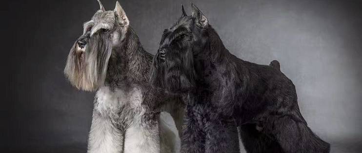 迷你雪纳瑞选购指南 迷你雪纳瑞怎么选 什么值得买