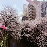 日本樱花季游记 附上地铁攻略