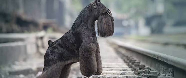 懒人养狗养什么品种比较好 迷你雪纳瑞狗粮和美容用品推荐 什么值得买