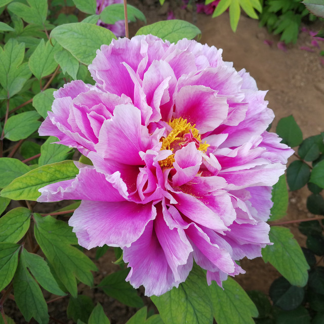 唯有牡丹真国色，2017 04 携老看花记