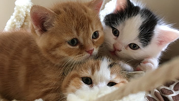 喵物分享及记五只小猫的诞生