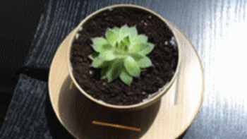 创意绿植小礼物——磁悬浮盆栽